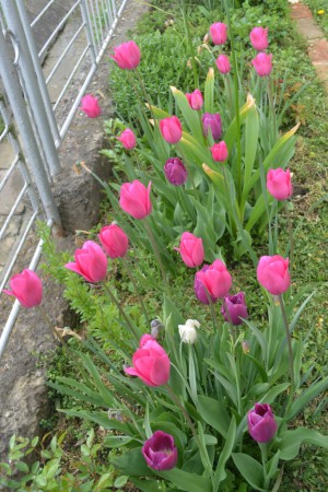 Jarný aspekt cibuľovín