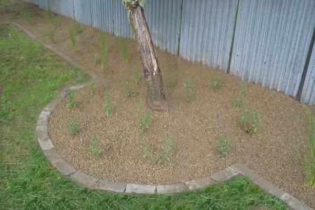 Vysadené šalvie s okrasnou trávou